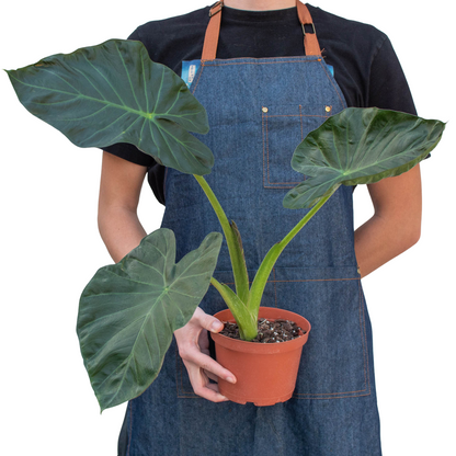 Alocasia Regal Shields Live Large House Plant