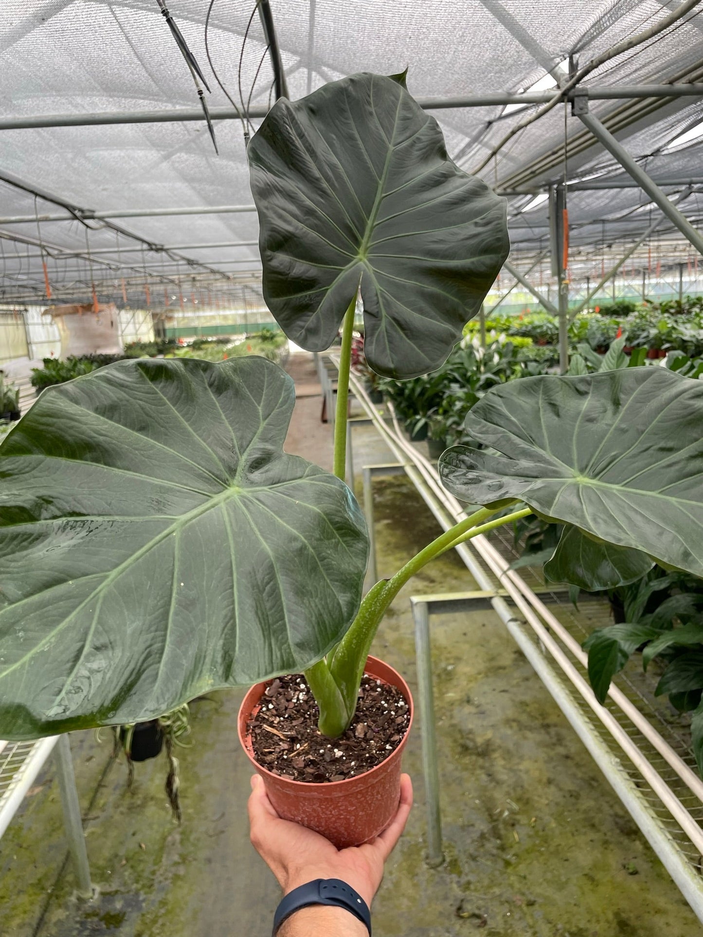 Alocasia Regal Shields Live Large House Plant