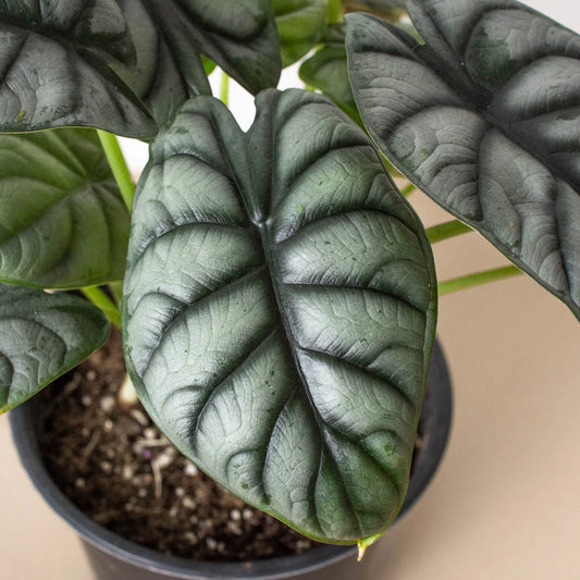 Alocasia Silver Dragon Plant Live House Plant Potted Rare