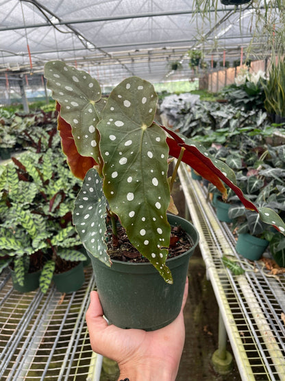 Begonia Maculata