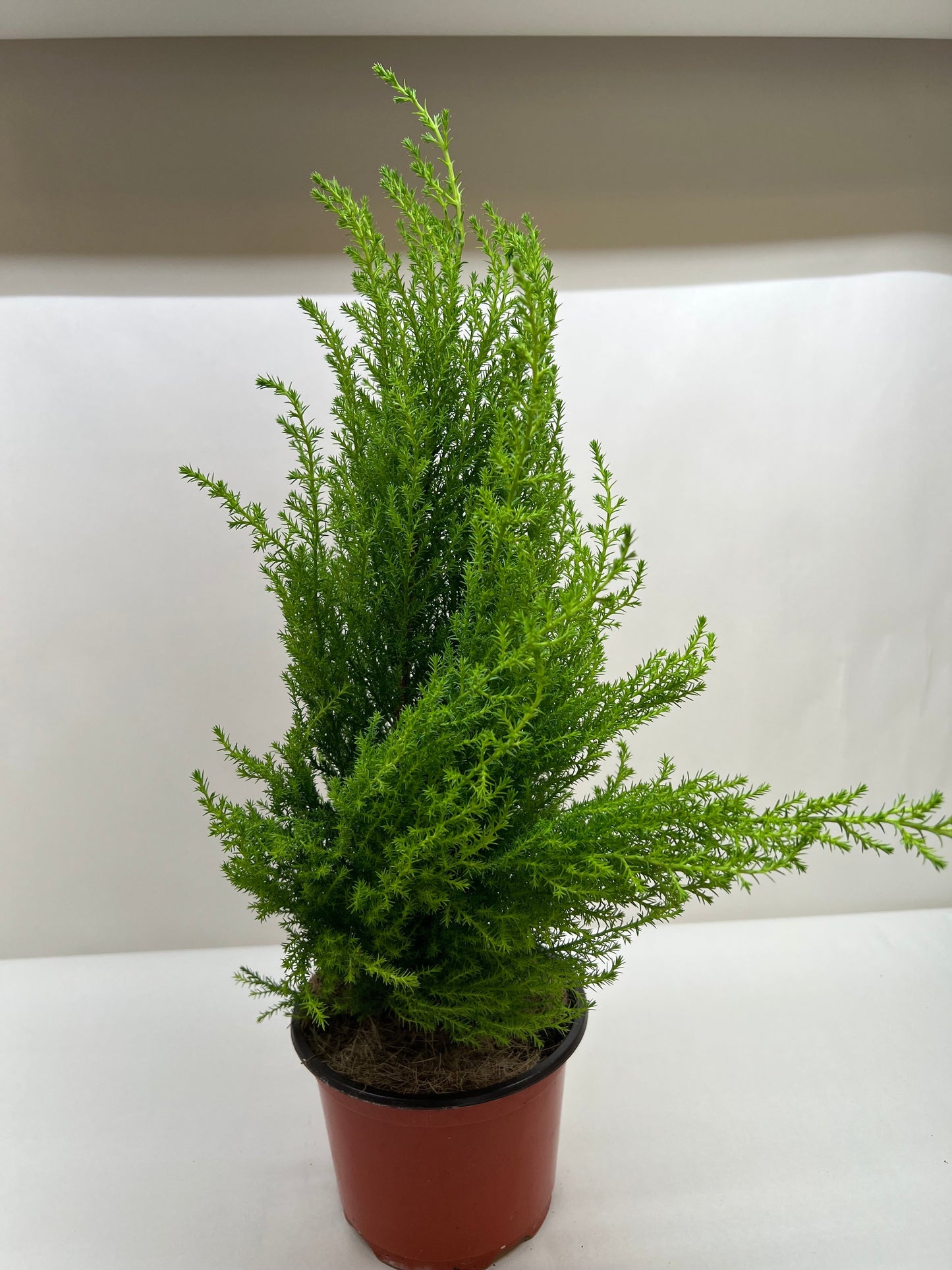 Cypress Lemon Tree Live Christmas House Plant