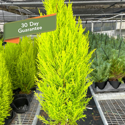 Cypress Lemon Tree Live Christmas House Plant