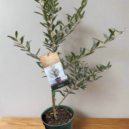 Common Olive Tree Plant