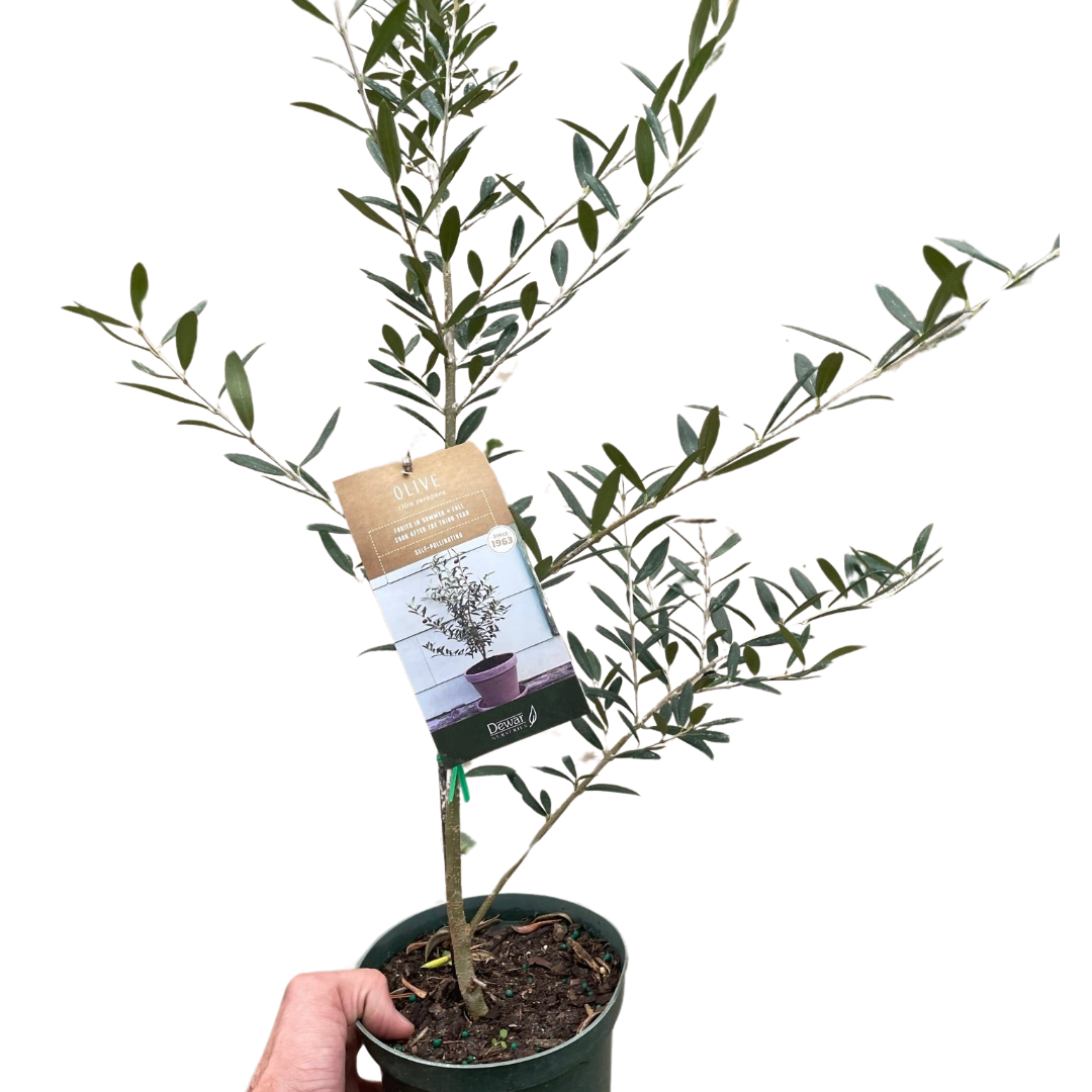 Common Olive Tree Plant