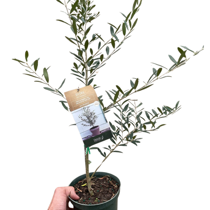 Common Olive Tree Plant