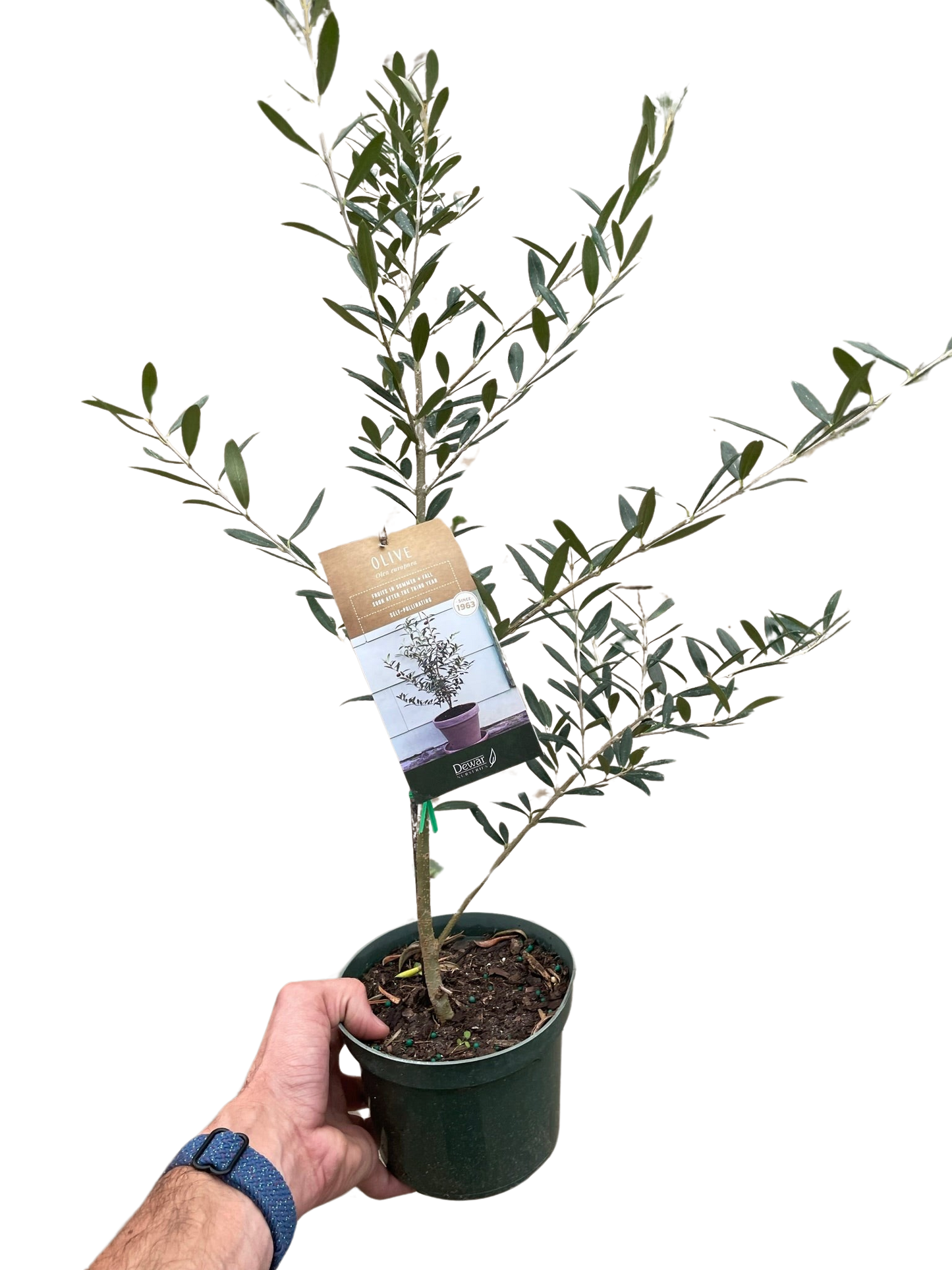 Common Olive Tree Plant