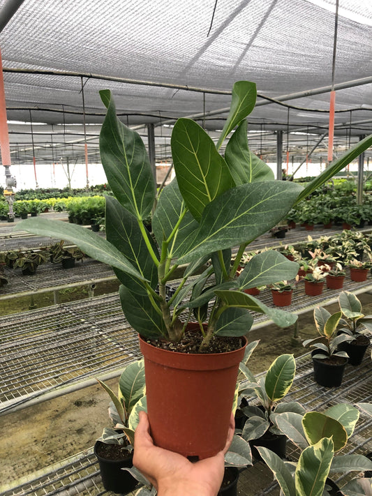 Ficus Audrey