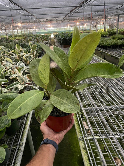 Ficus Shivereana Moonshine