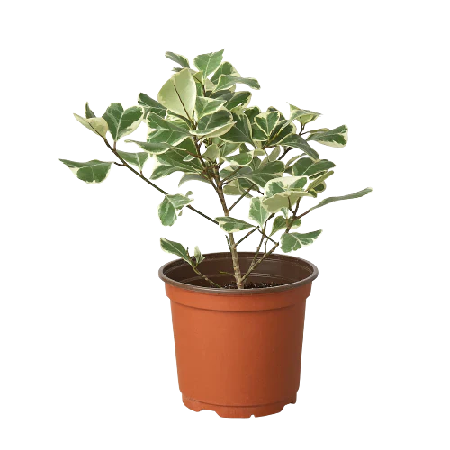 Ficus Elastica Triangularis Variegated