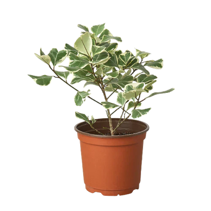Ficus Elastica Triangularis Variegated