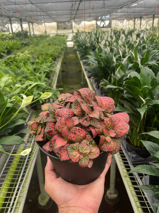 Fittonia Red Nerve Plant Live House Plant Colorful Indoor Plant