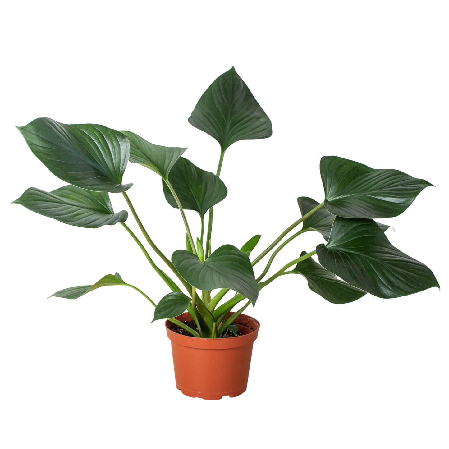 Homalomena Emerald Gem Plant Live Low Light House Plant Indoor Plants Greenery