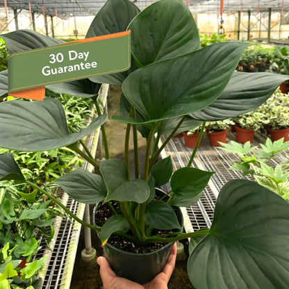 Homalomena Emerald Gem Plant Live Low Light House Plant Indoor Plants Greenery
