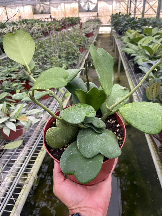 Hoya Sweetheart 6" Pot