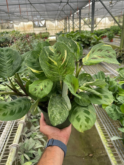 Maranta Variegated Beauty Kim