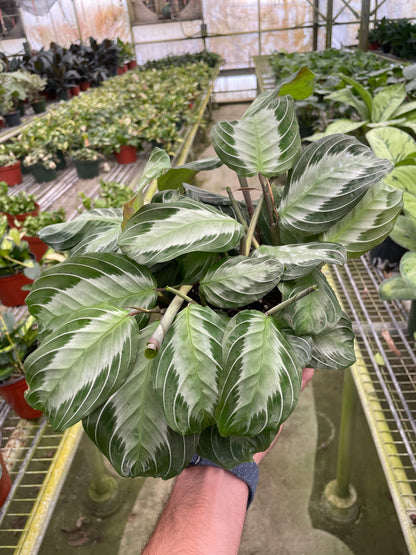 Maranta Silver Band