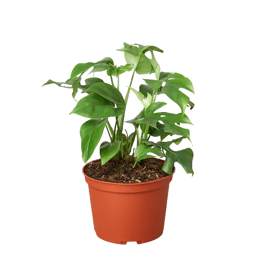 Philodendron Mini Monstera Minima Plant Live House Plant Trending Indoor Plants