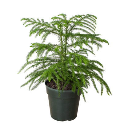 Norfolk Island Pine Tree Live House Plant Tall House Plant Tree