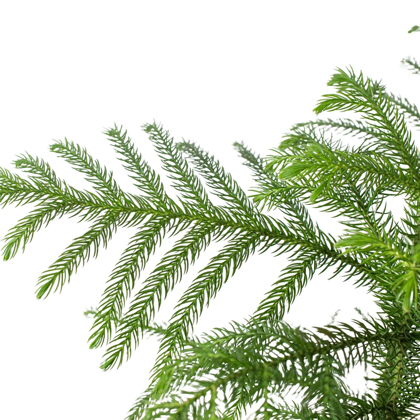 Norfolk Island Pine Tree Live House Plant Tall House Plant Tree