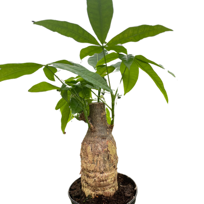 Money Tree Guiana Chestnut Pachira Stump