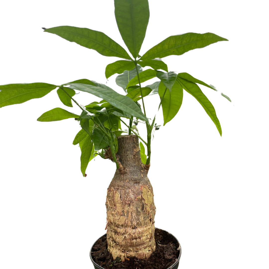 Money Tree Guiana Chestnut Pachira Stump