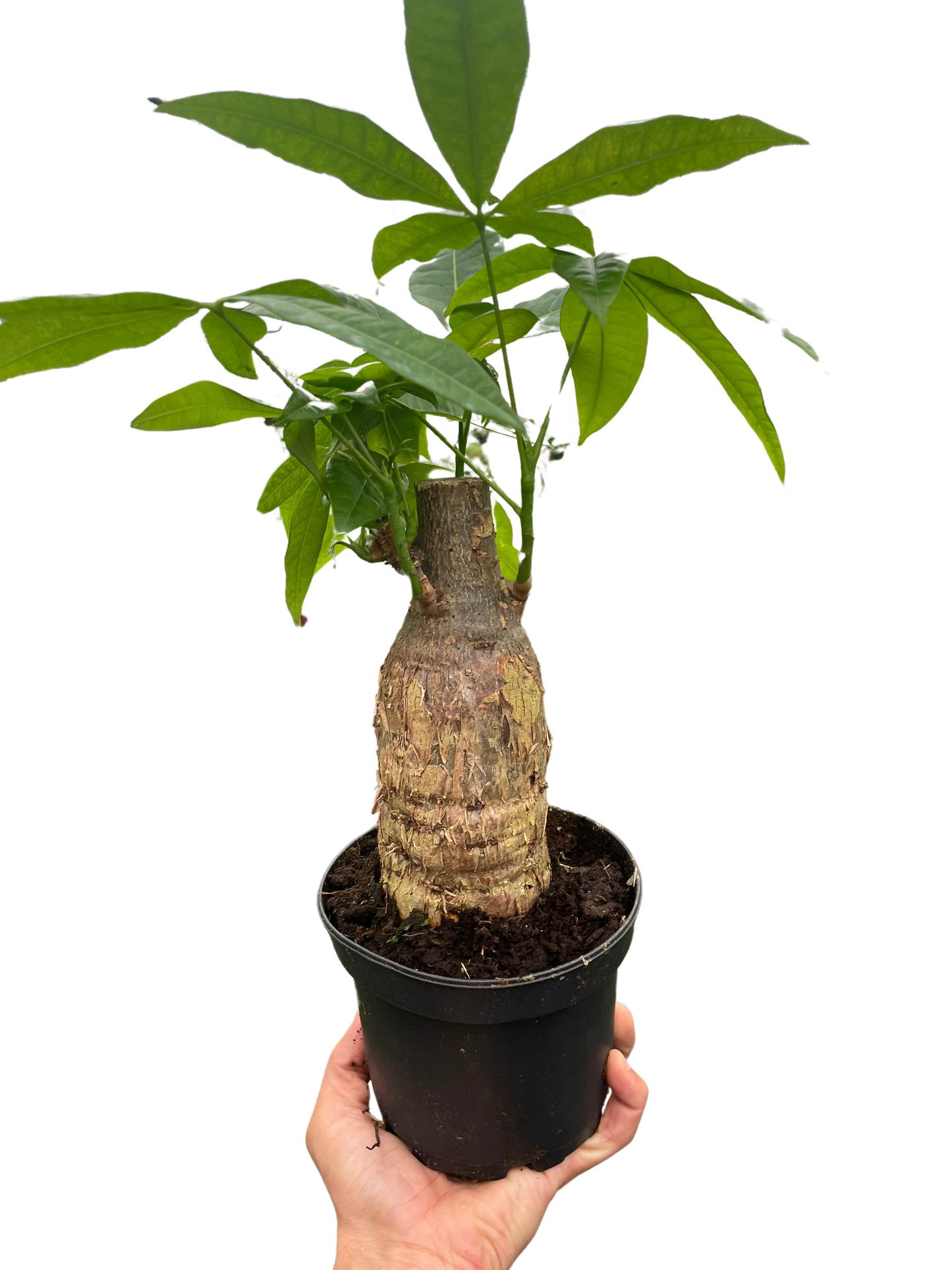 Money Tree Guiana Chestnut Pachira Stump