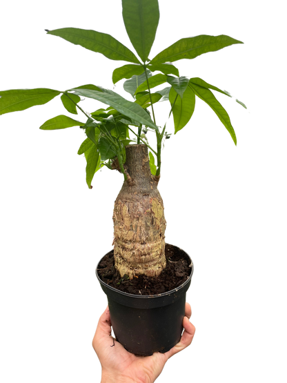 Money Tree Guiana Chestnut Pachira Stump