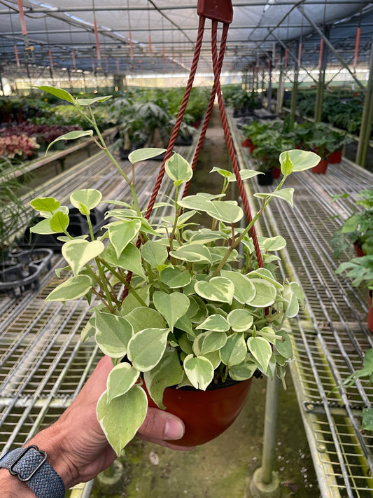 Peperomia Cupid