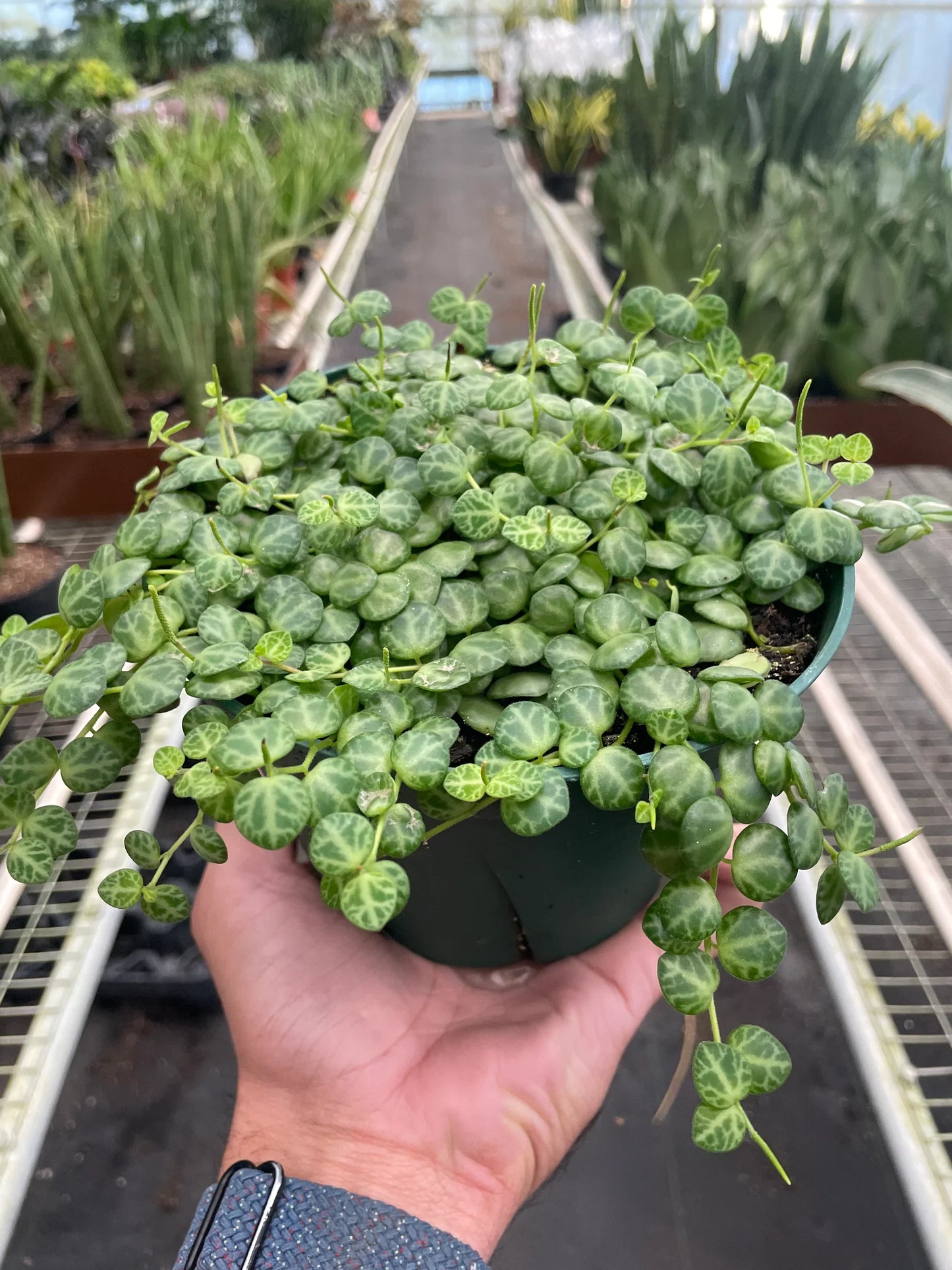 Peperomia Prostrata String of Turtles Plant Live House Plant Hanging Indoor Plant Vining Succulent