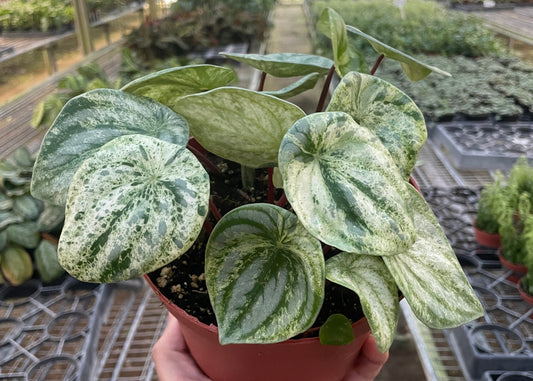 Peperomia Watermelon Variegated