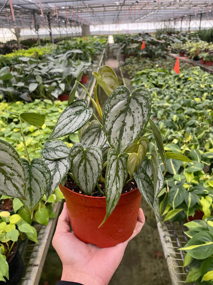 Philodendron Brandi