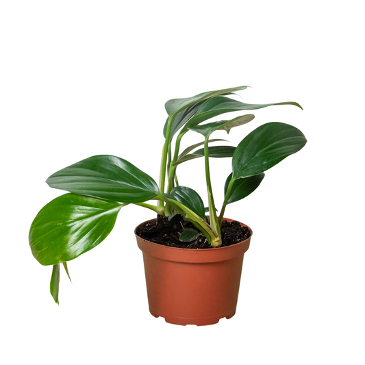 Philodendron Dragon Tail