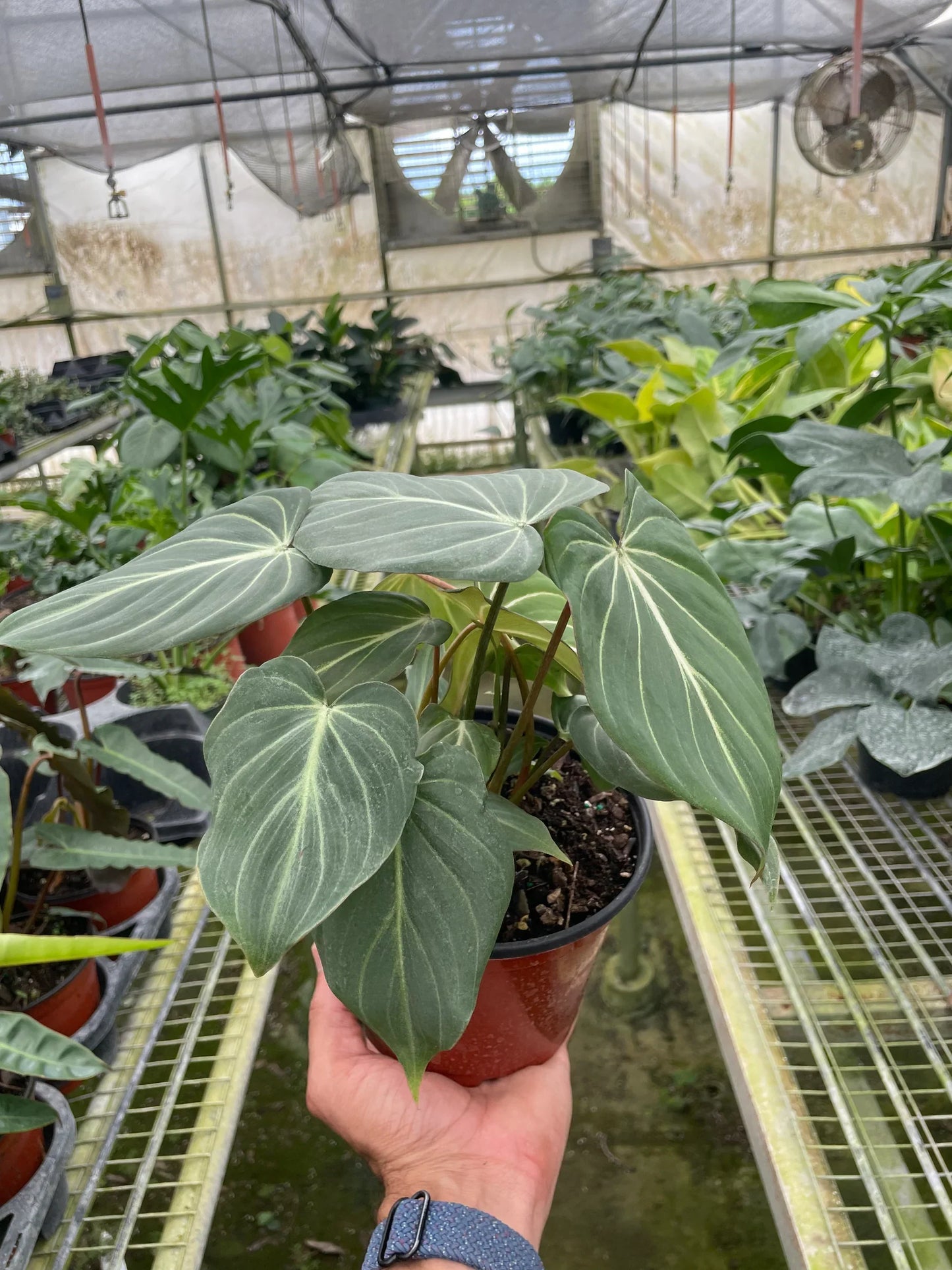 Philodendron Gloriosum Plant