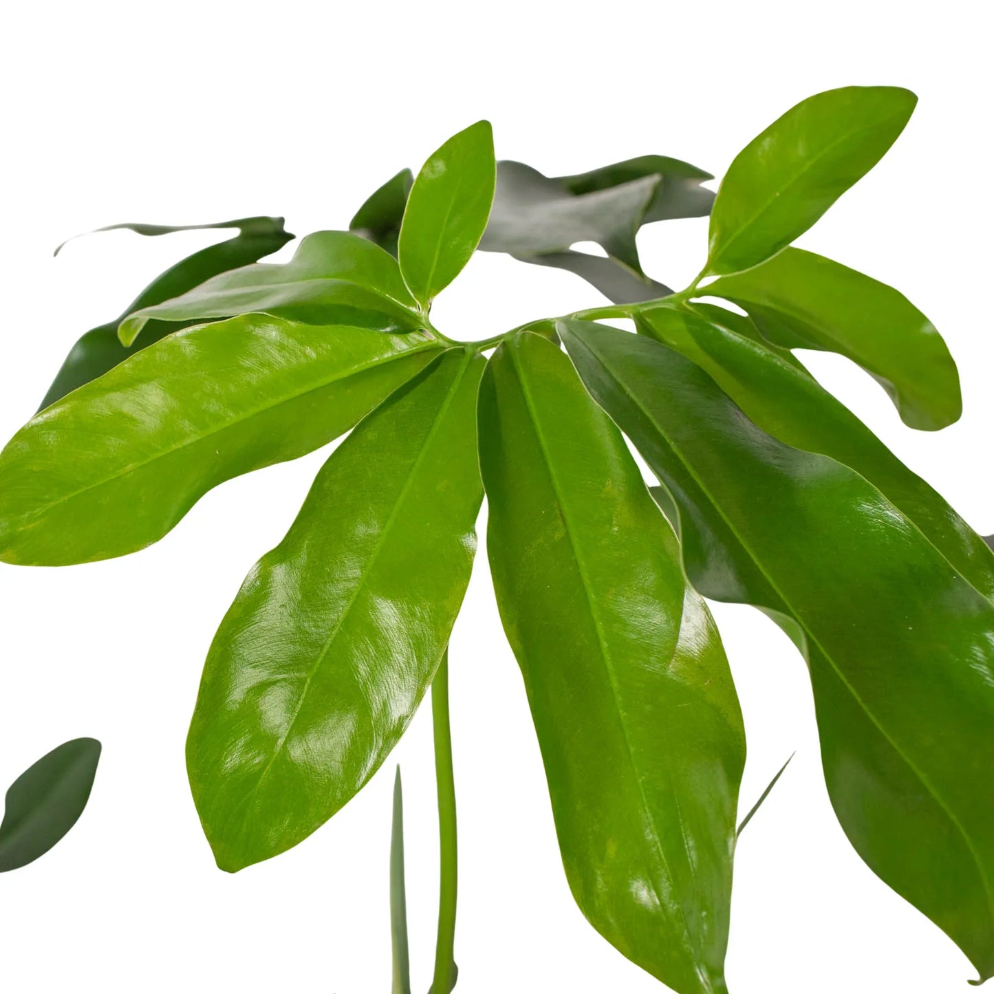 Philodendron Goeldii