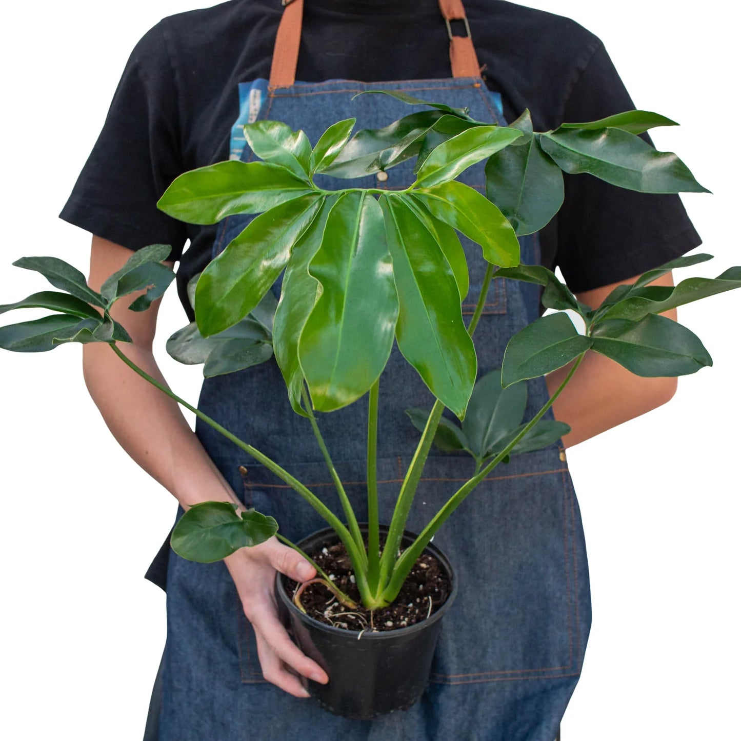 Philodendron Goeldii