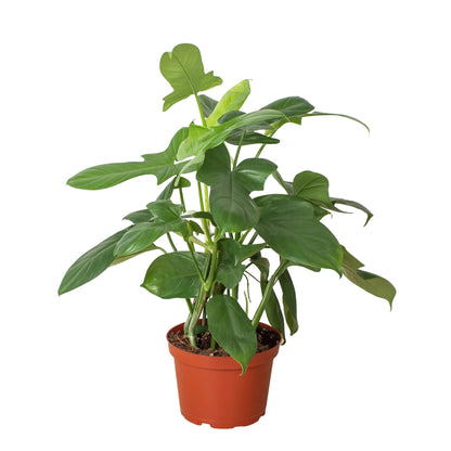 Philodendron Silver Sword