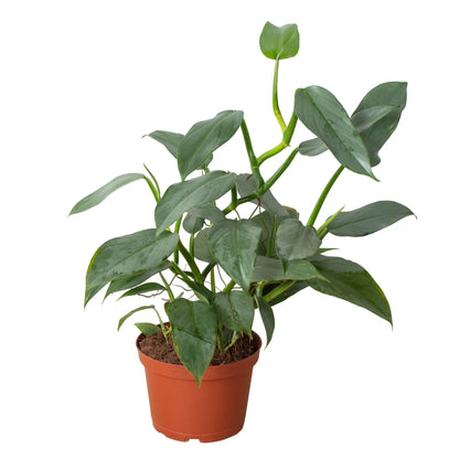 Philodendron Silver Sword