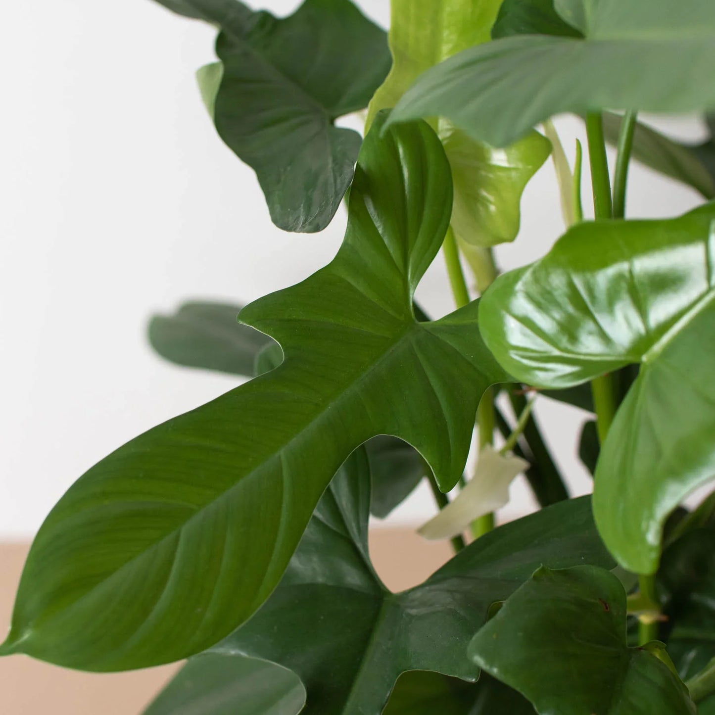 Philodendron Silver Sword