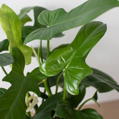 Philodendron Silver Sword