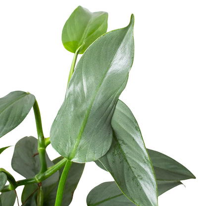 Philodendron Silver Sword