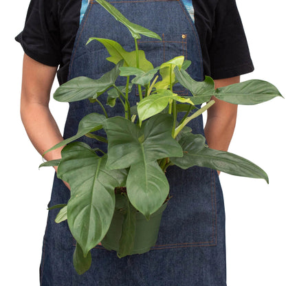 Philodendron Silver Sword