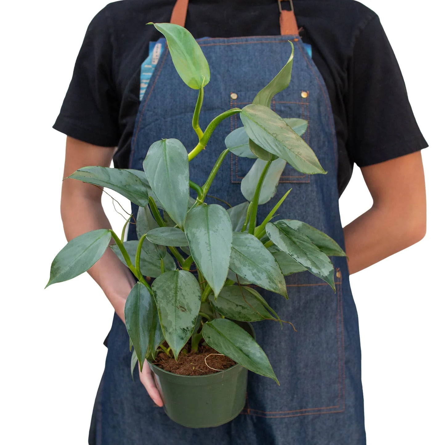 Philodendron Silver Sword