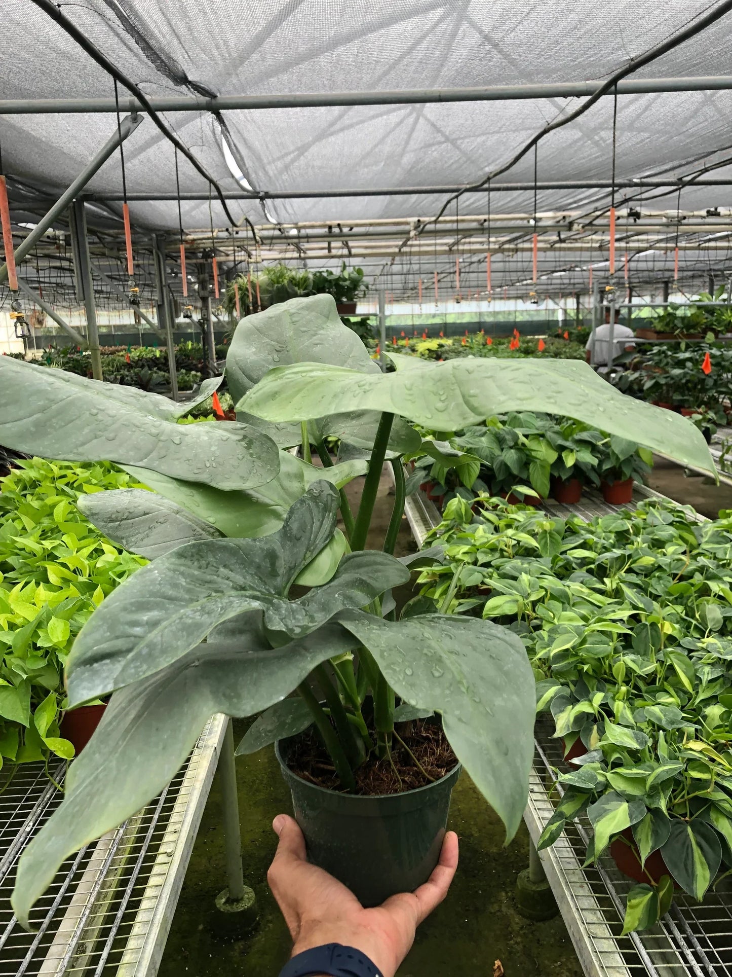 Philodendron Silver Sword