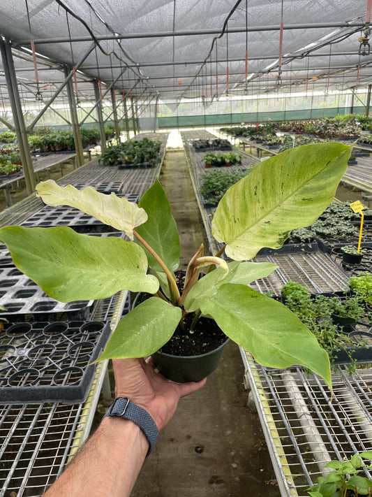 Philodendron Snowdrift