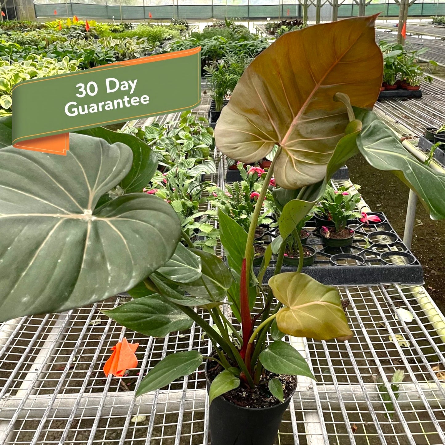 Philodendron Summer Glory