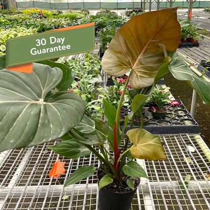 Philodendron Summer Glory