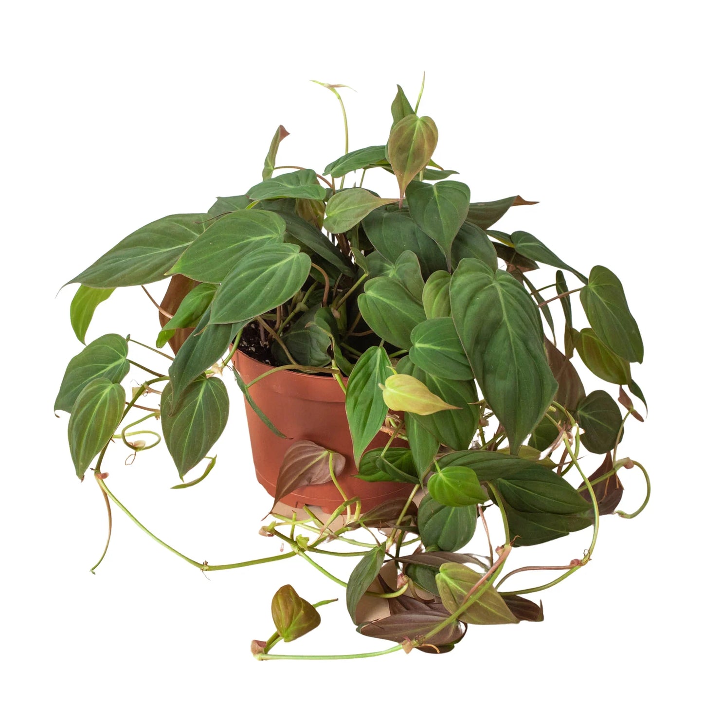 Micans Philodendron Velvet Plant Live House Plant Hanging Indoor Plant Vining Fuzzy Christmas House Plant