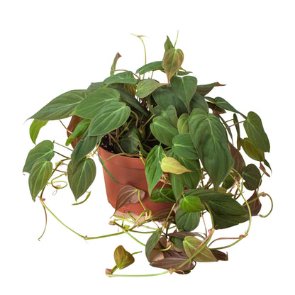 Micans Philodendron Velvet Plant Live House Plant Hanging Indoor Plant Vining Fuzzy Christmas House Plant