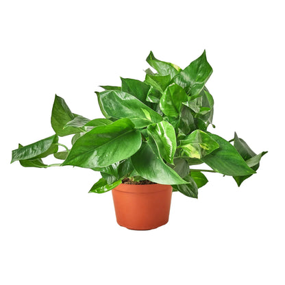 Golden Pothos Plant Live Pothos Rare House Plant Hanging Indoor Plant Vining Plant Rooted Pothos in Pot XXL Pothos Aquarium Paludarium Plant