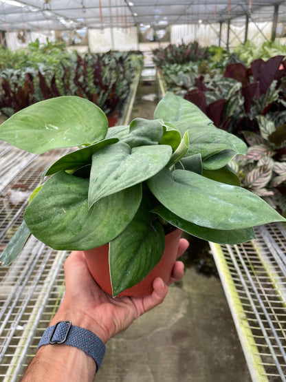 Jade Satin Pothos Plant Live Pothos Rare House Plant Hanging Indoor Plant Vining Plant Rooted Pothos in Pot XXL Pothos Aquarium Paludarium